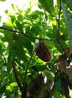 Fruto del cacao